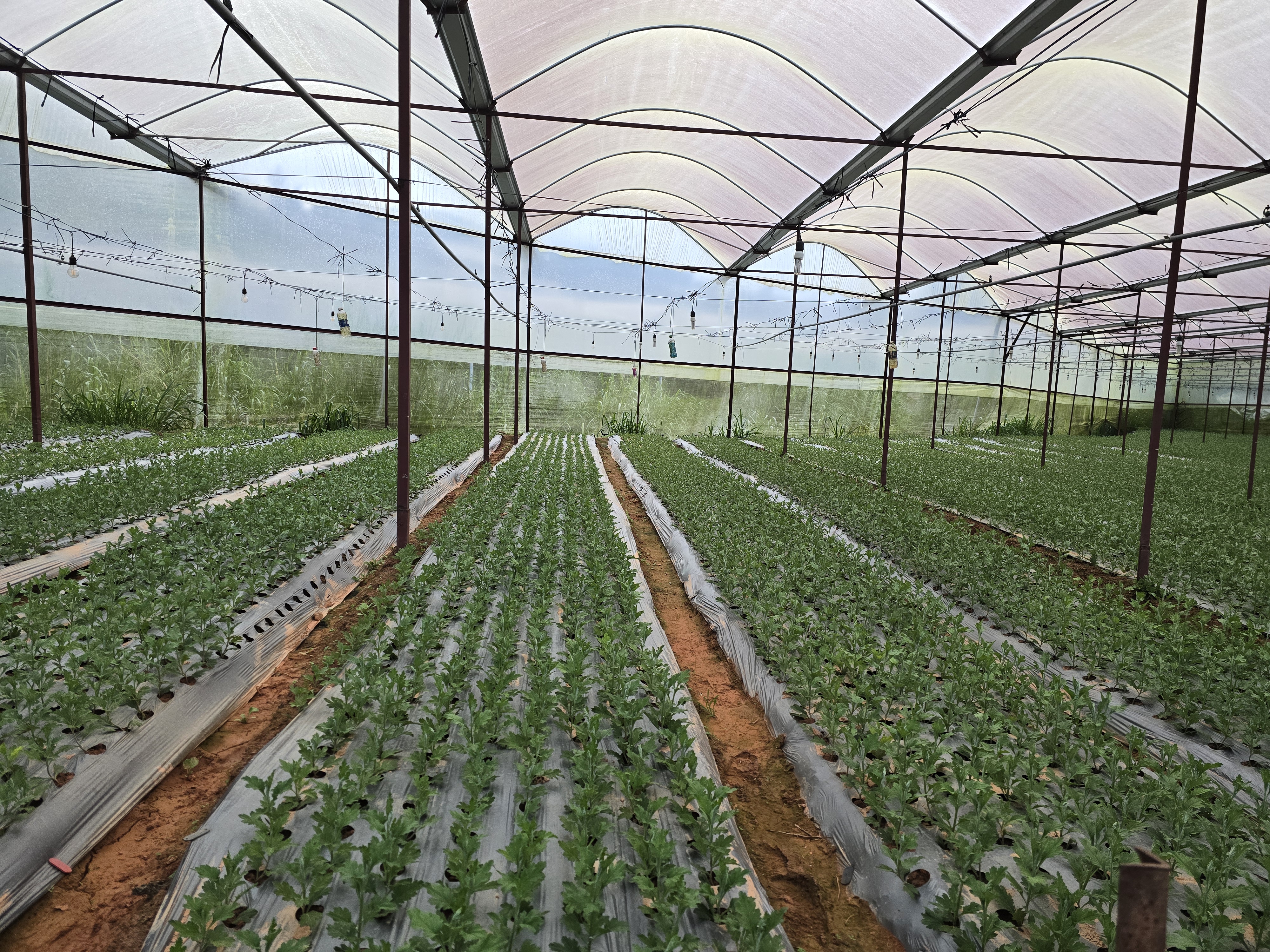 Chrysanthemum cuttings in greenhouse beds