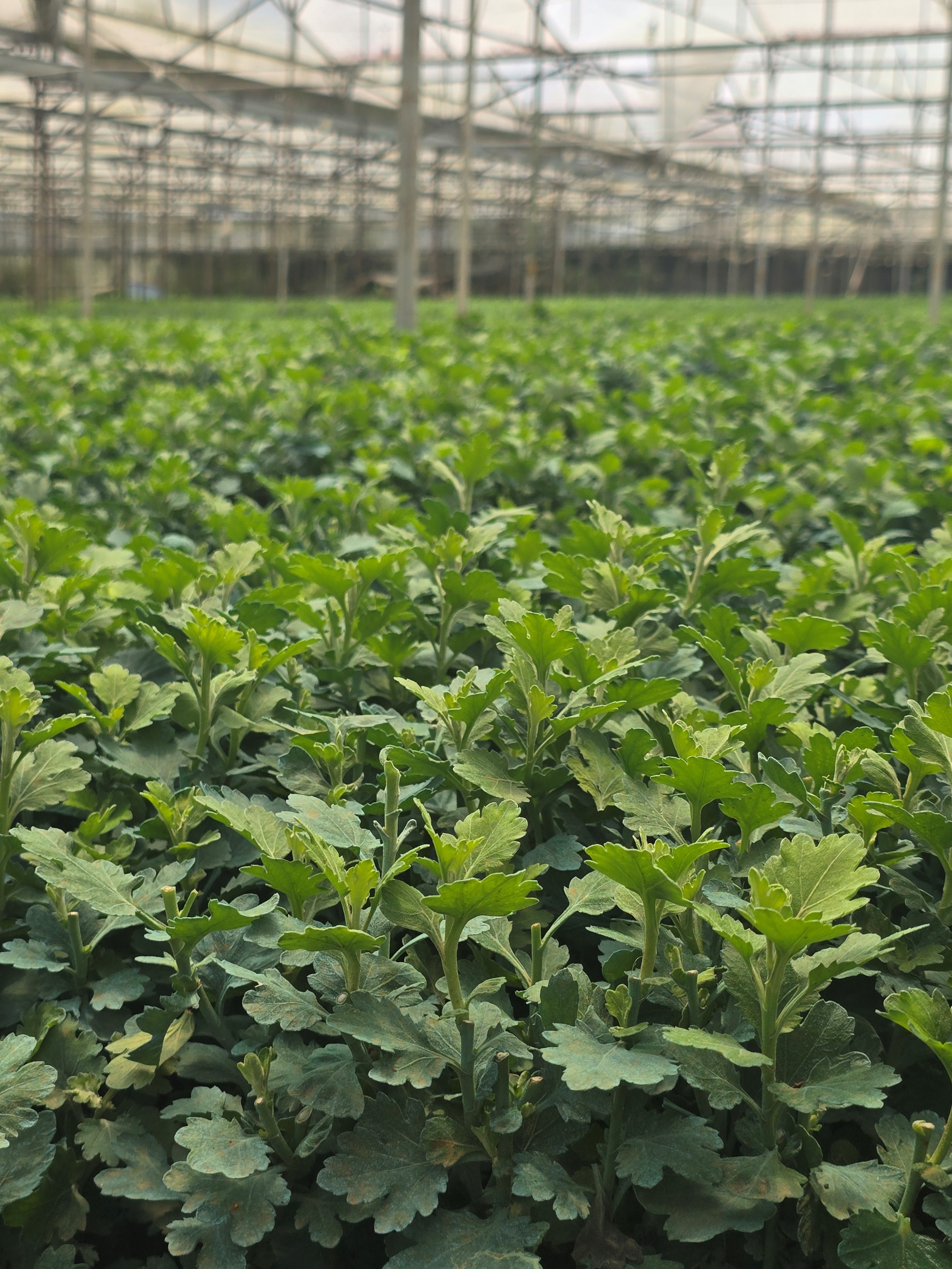 Chrysanthemum cuttings in greenhouse beds