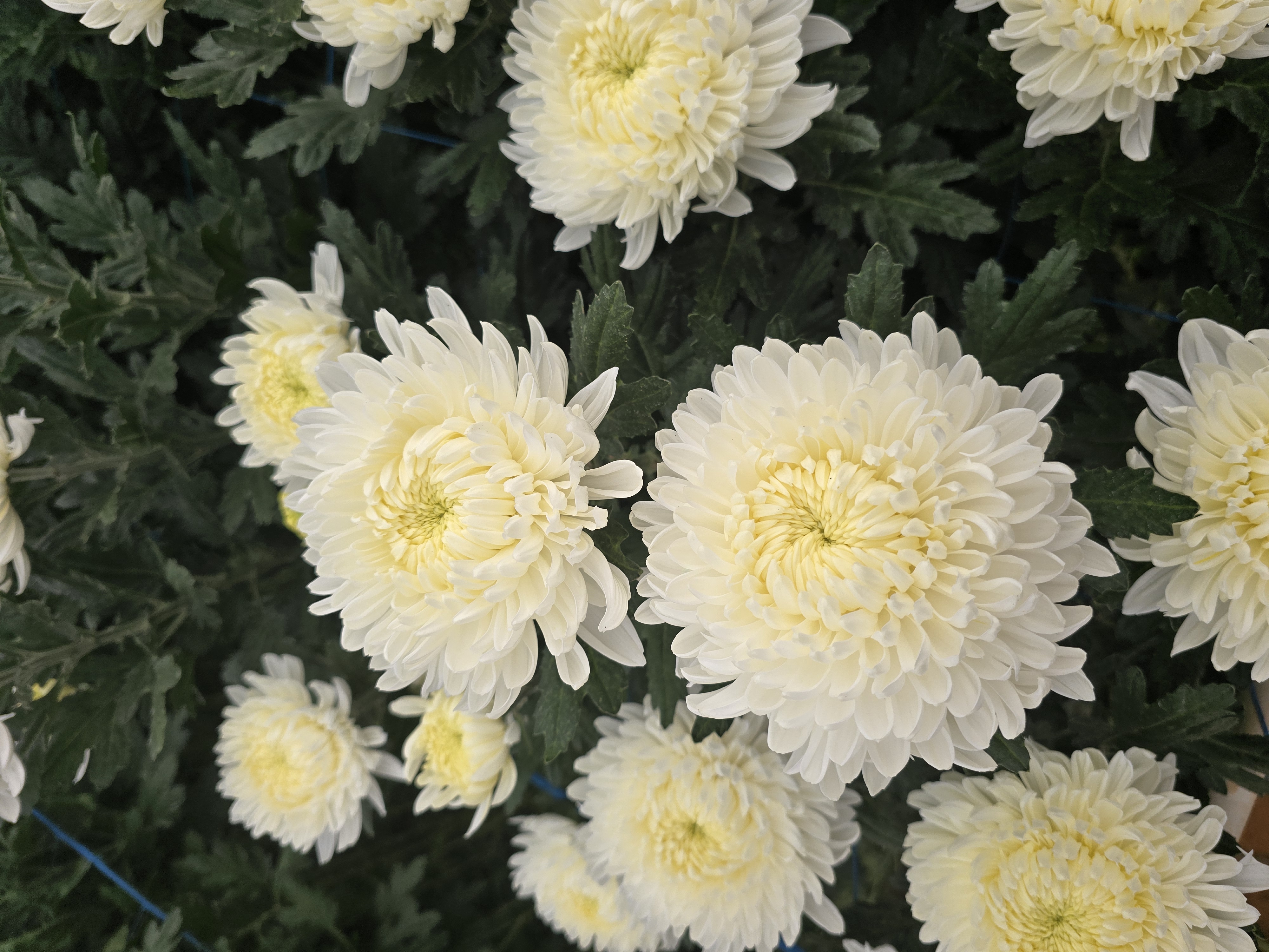 White chrysanthemum blooms