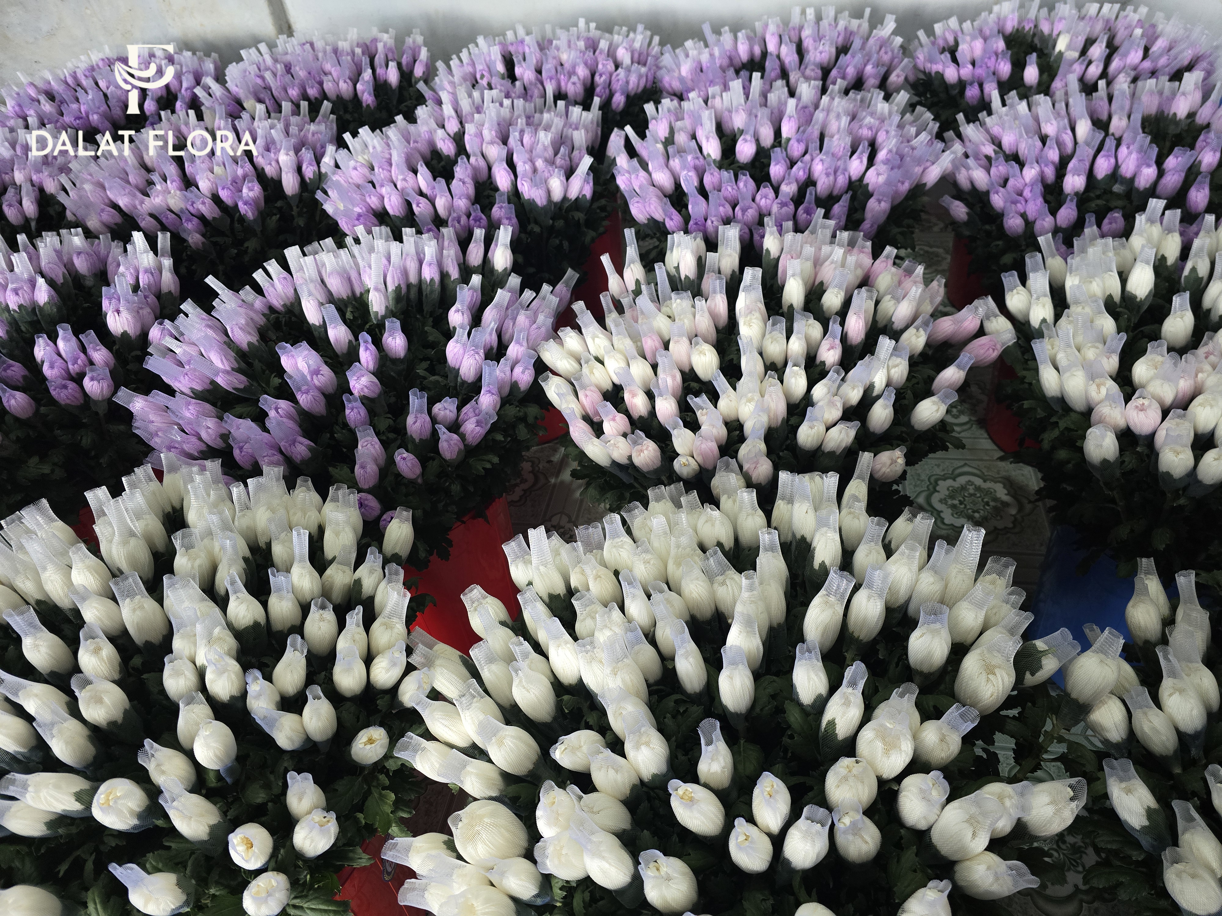 Makoto chrysanthemums being dyed to match the customer’s color requirements