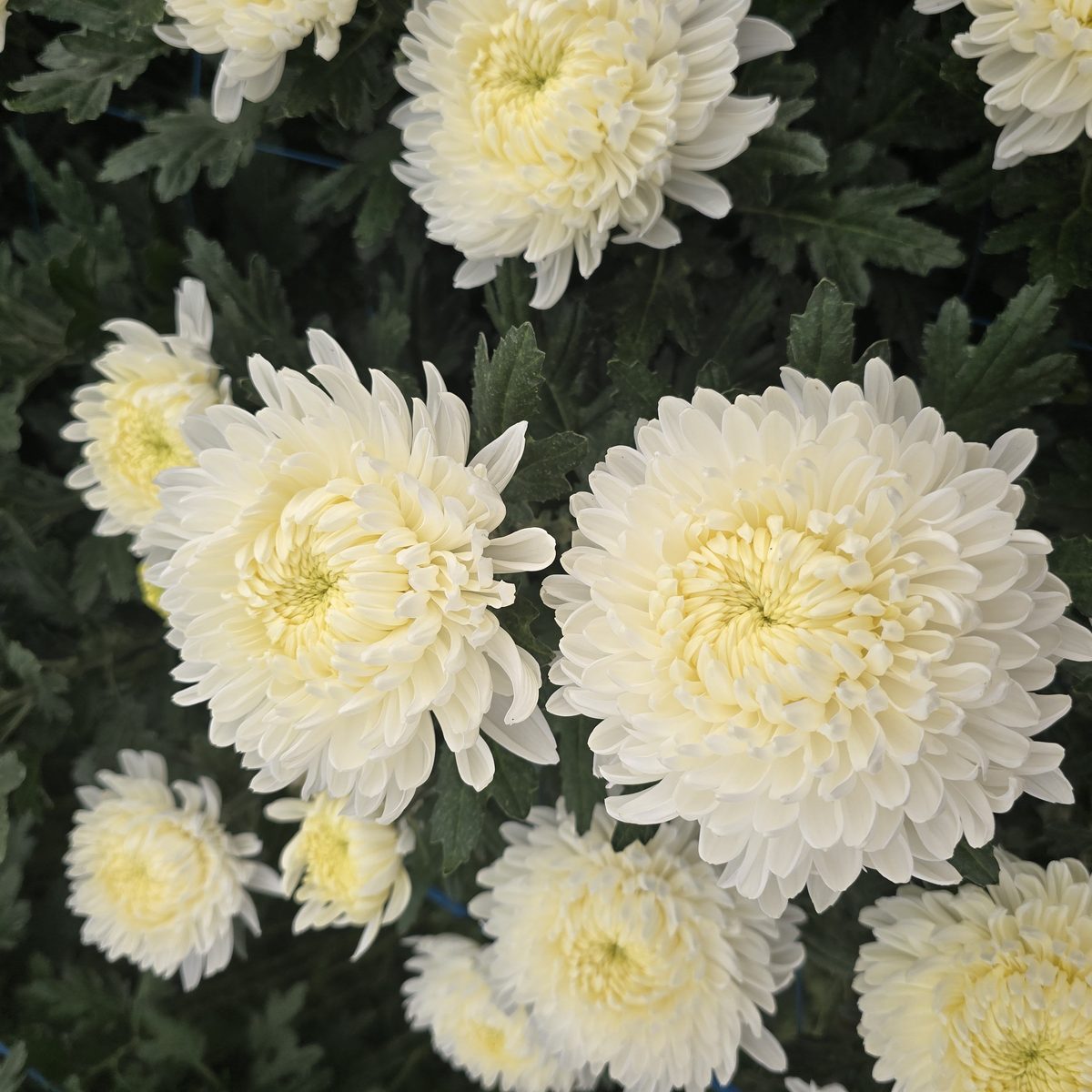 Close-up of chrysanthemum crop in greenhouse