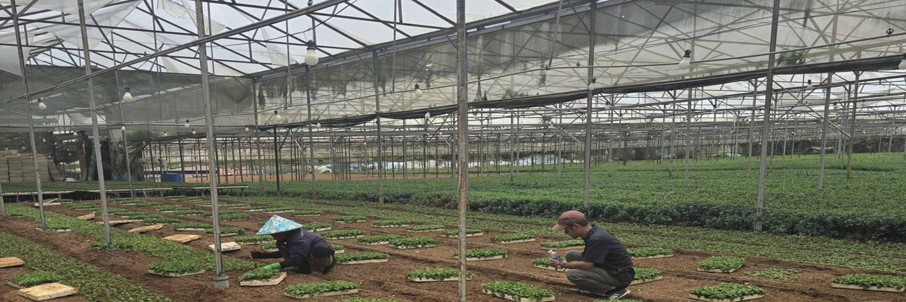 Chrysanthemum planting rows in greenhouse