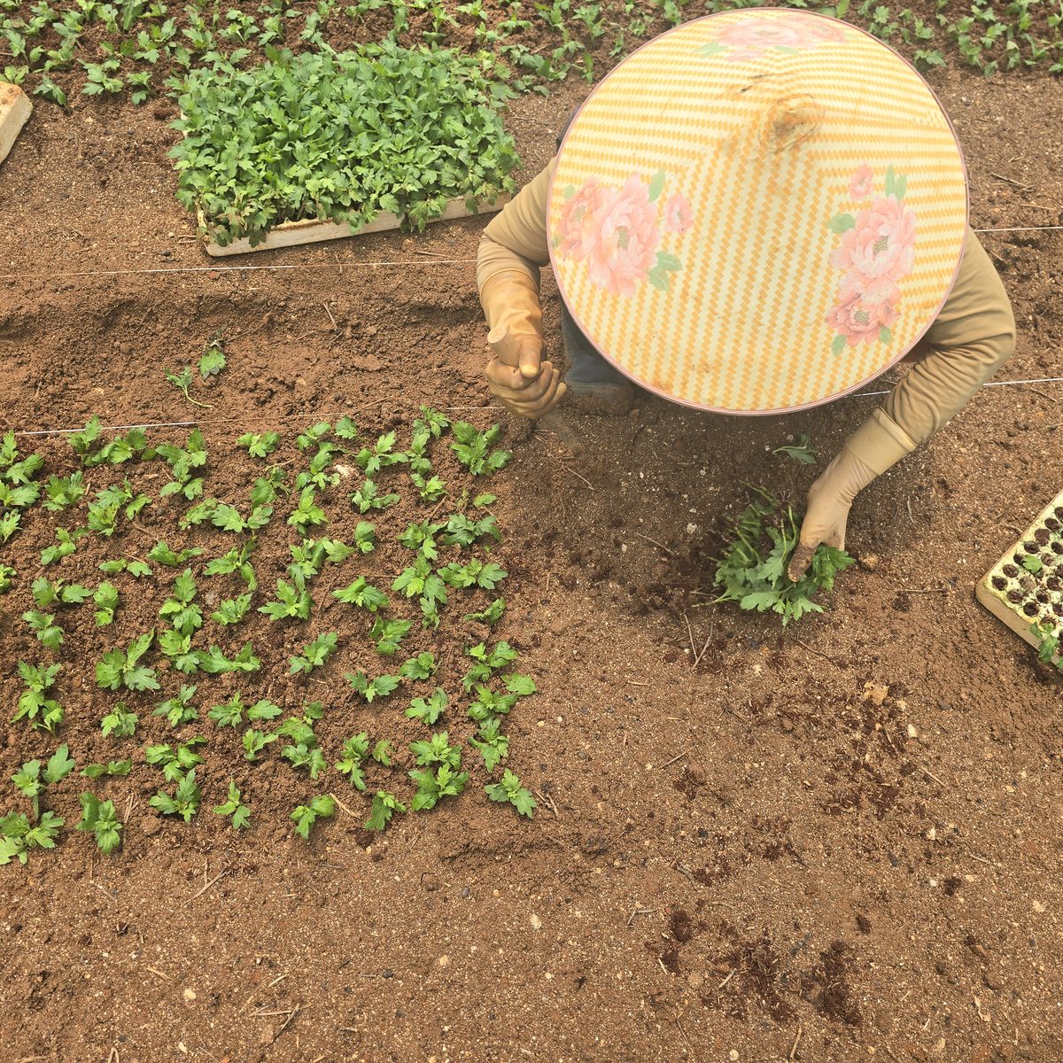 Chrysanthemum planting in greenhouse