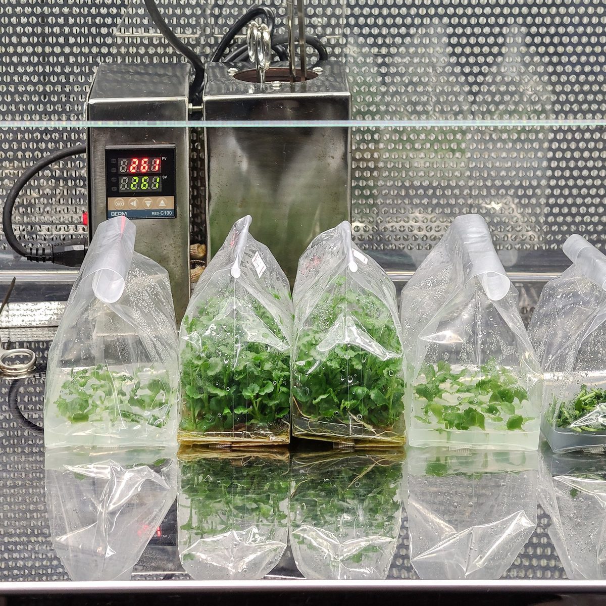 Acclimatized tissue-culture plantlets