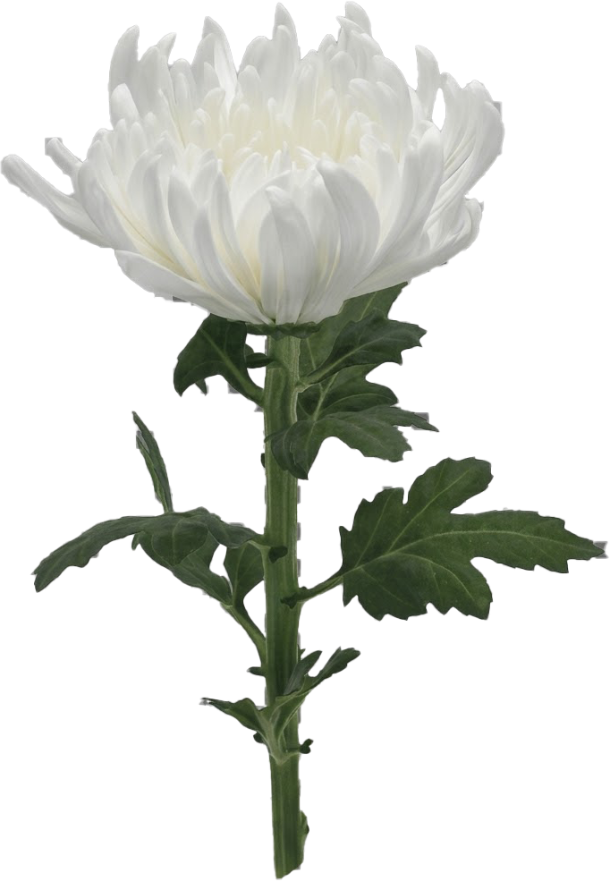 White chrysanthemum Makoto pack shot