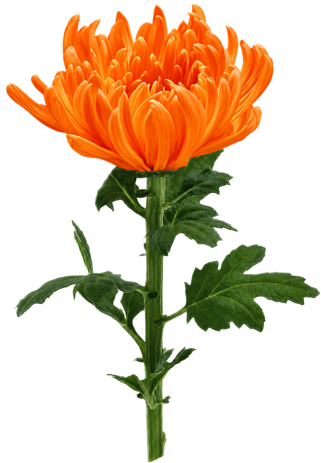 Chrysanthemum Makoto stem, side view