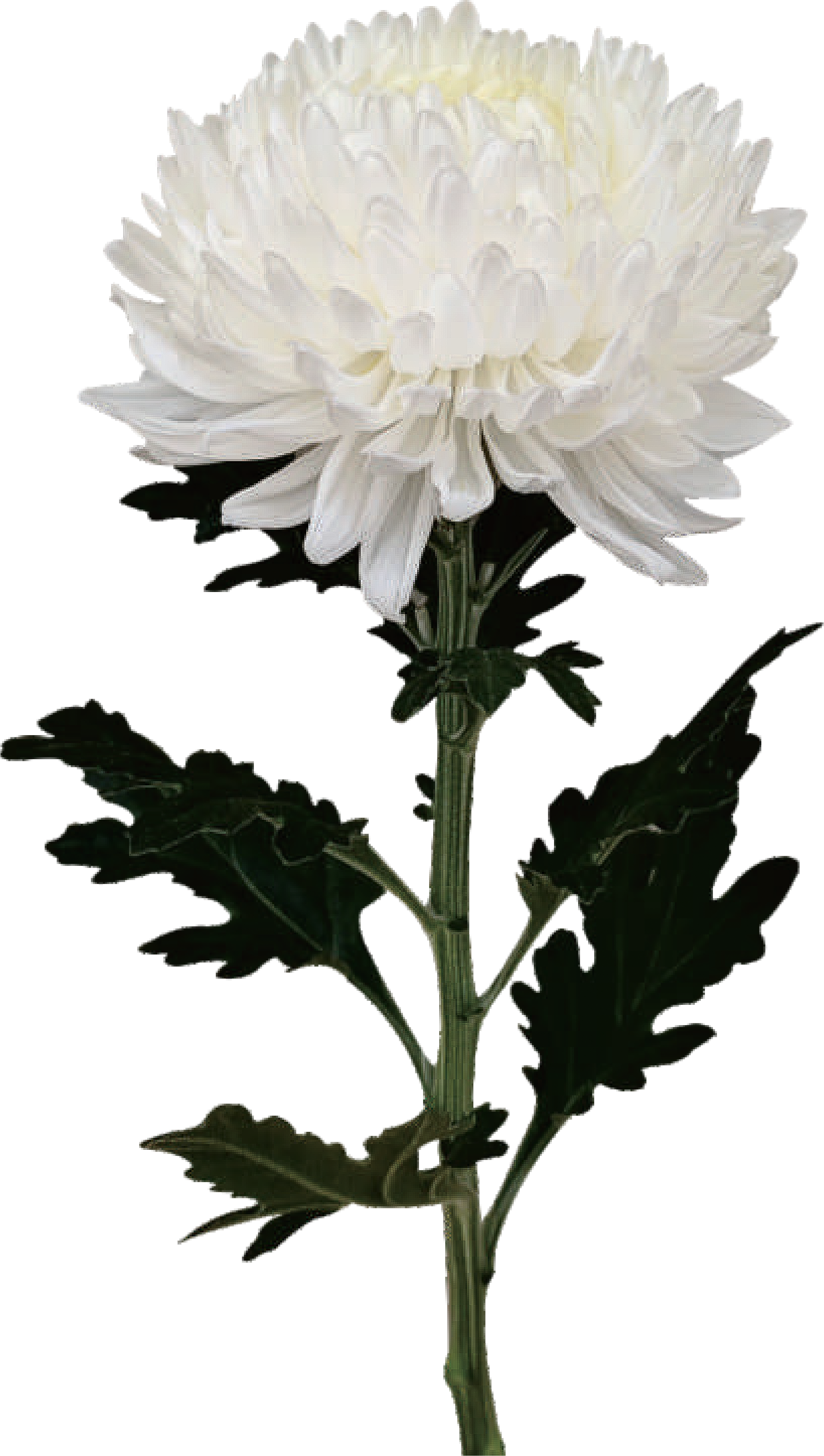 Peony Chrysanthemum