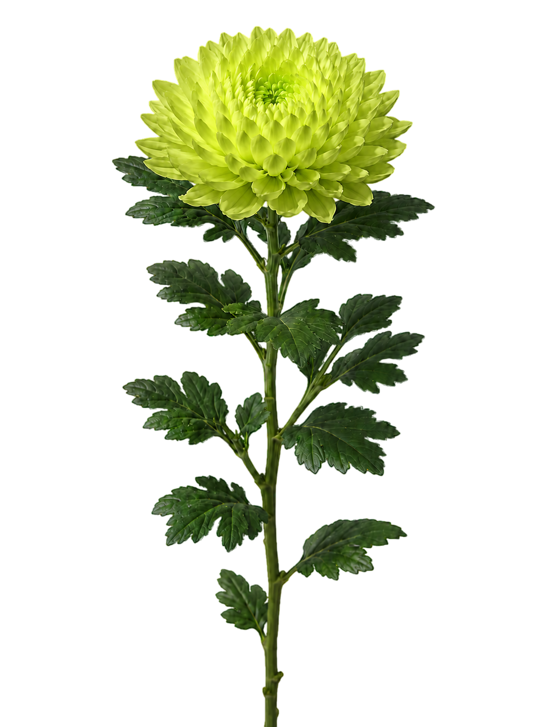 Chrysanthemum Beaksun