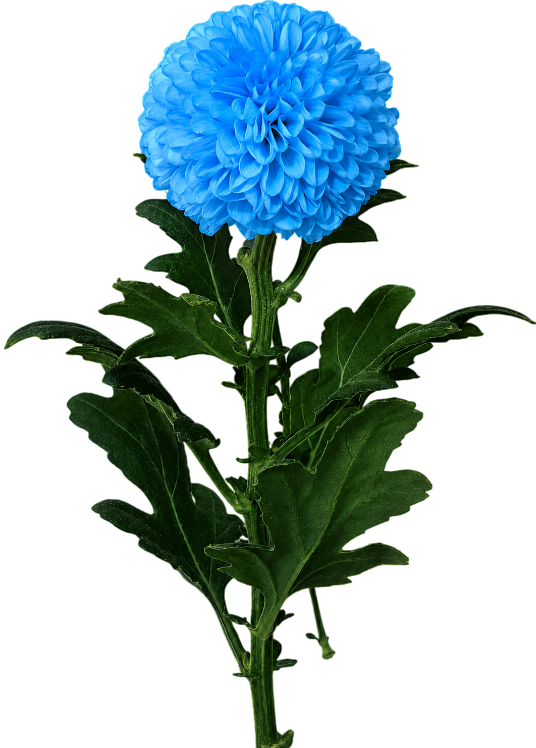 Pompon Chrysanthemum