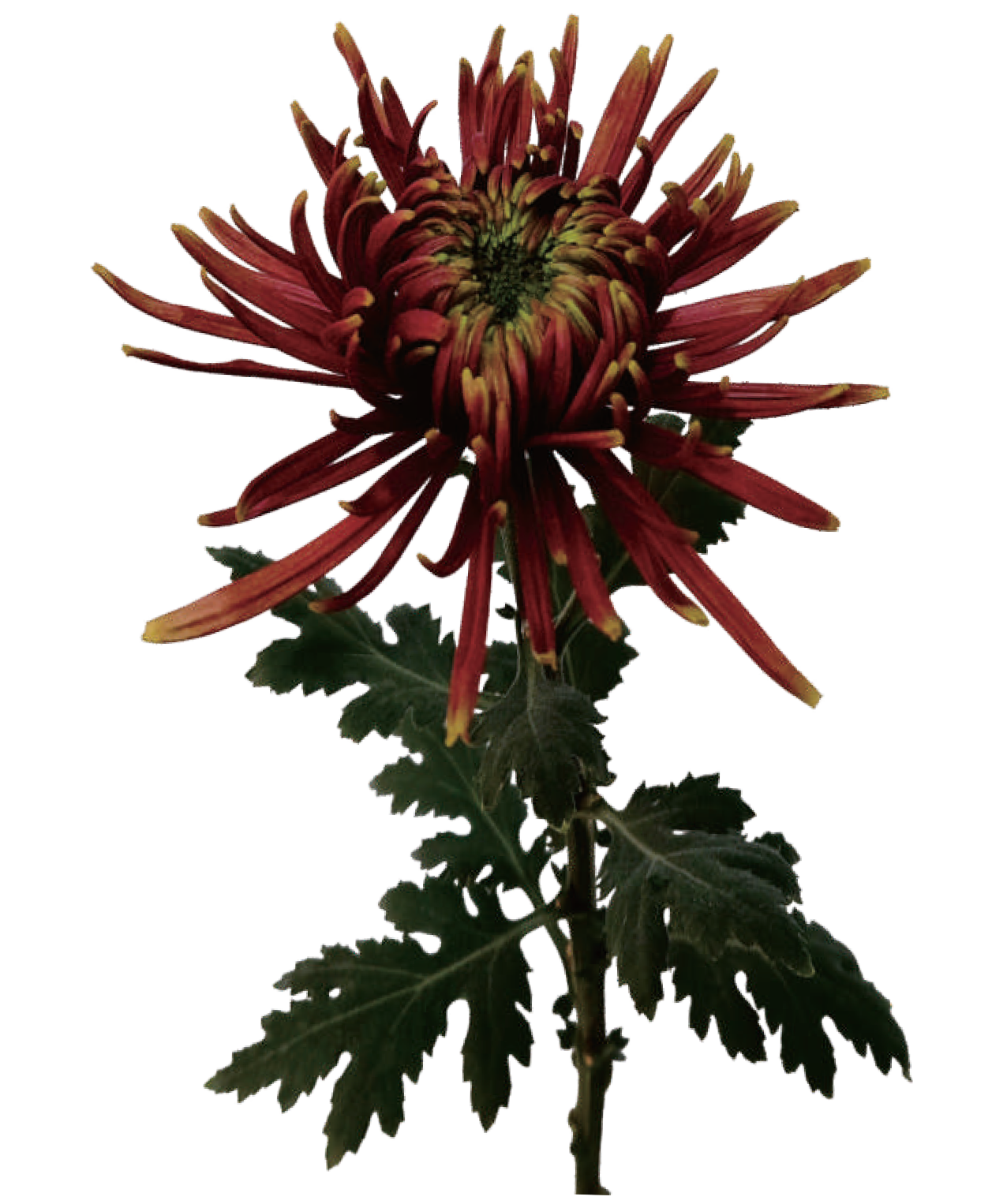 Spider Chrysanthemum