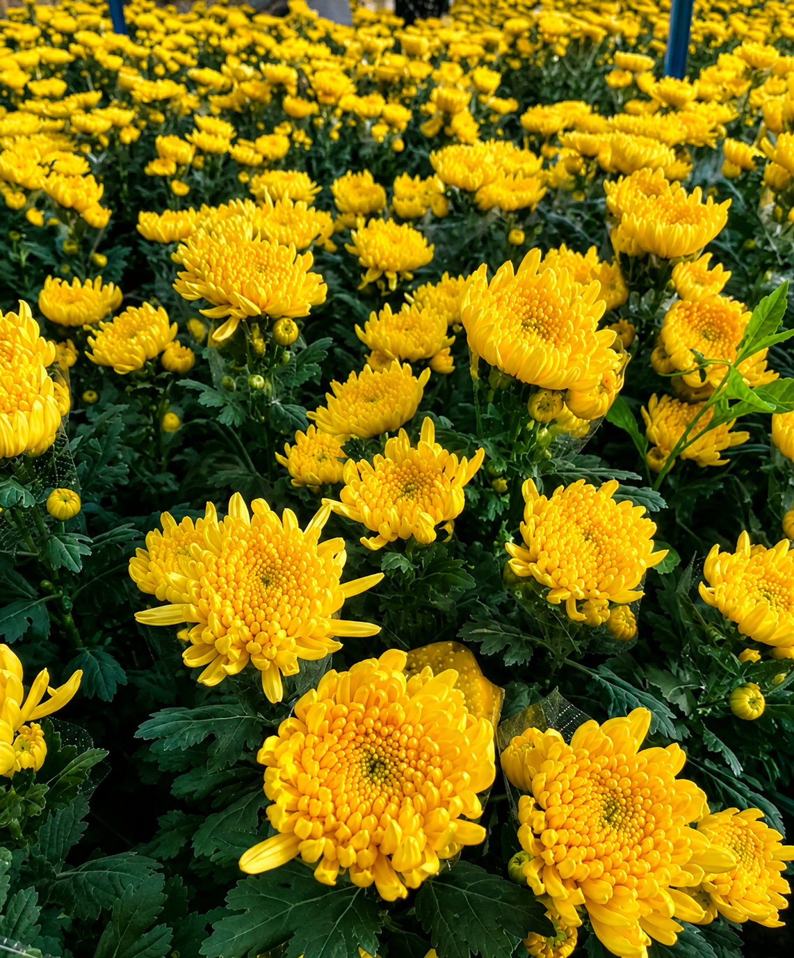 Golden Diamond Chrysanthemum