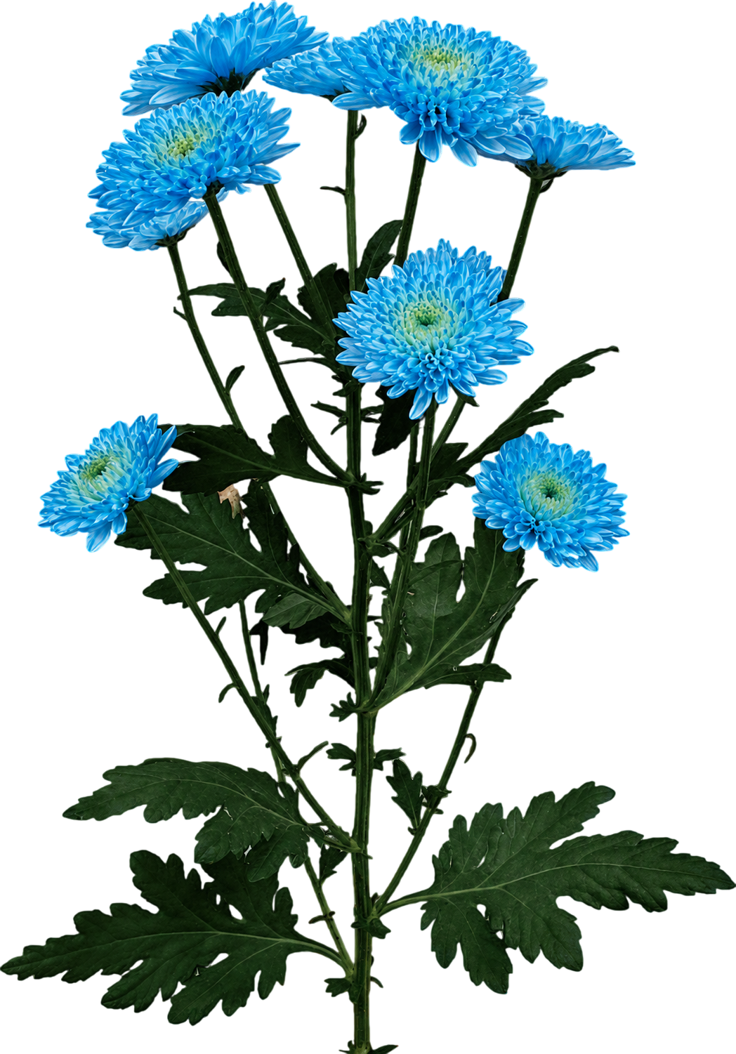 Anemone Chrysanthemum
