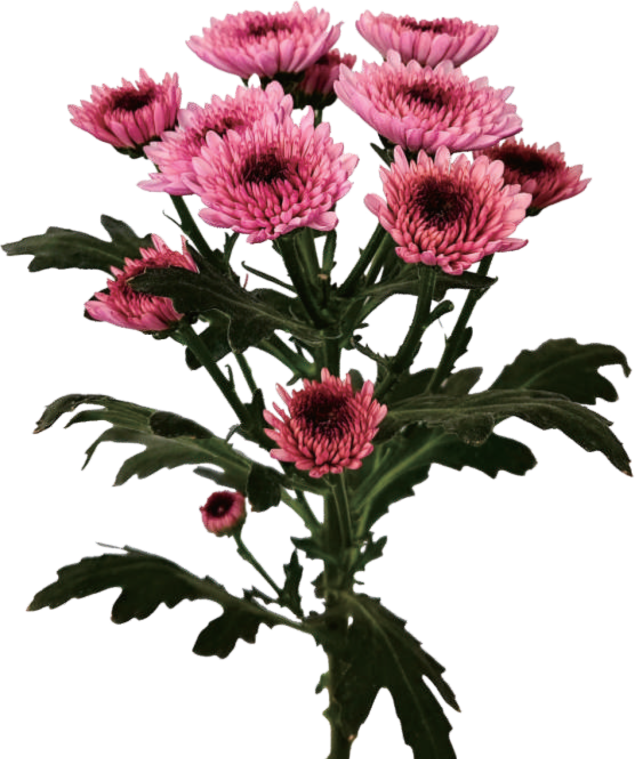 Pompon Spray Mum
