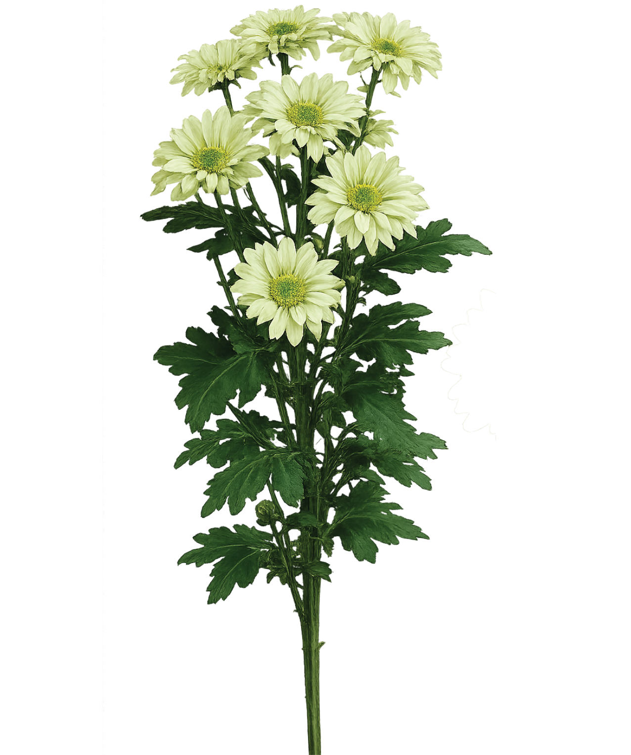 Green Daisy Chrysanthemum