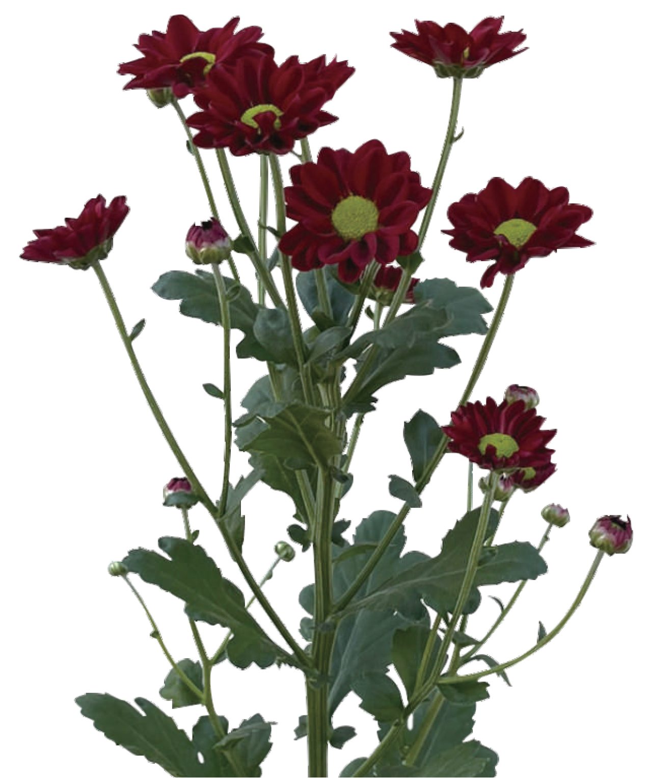 Dark Red Daisy