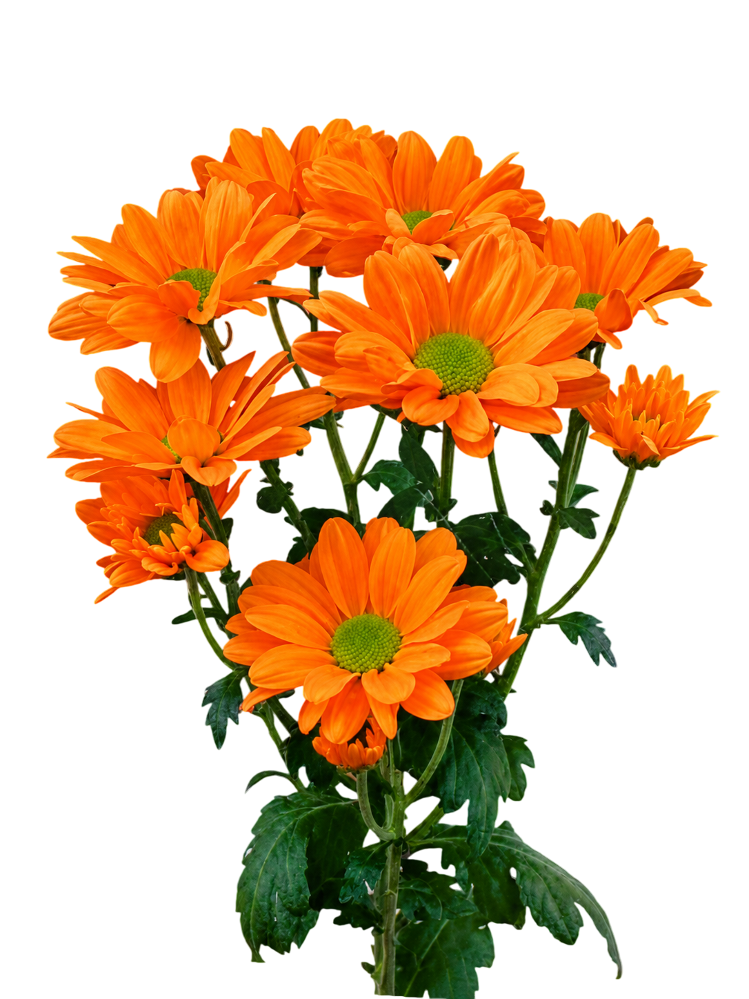 Chrysanthemum Kennedy