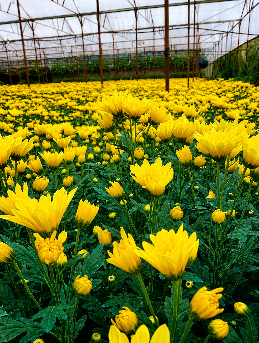 Long-Petal Chrysanthemum