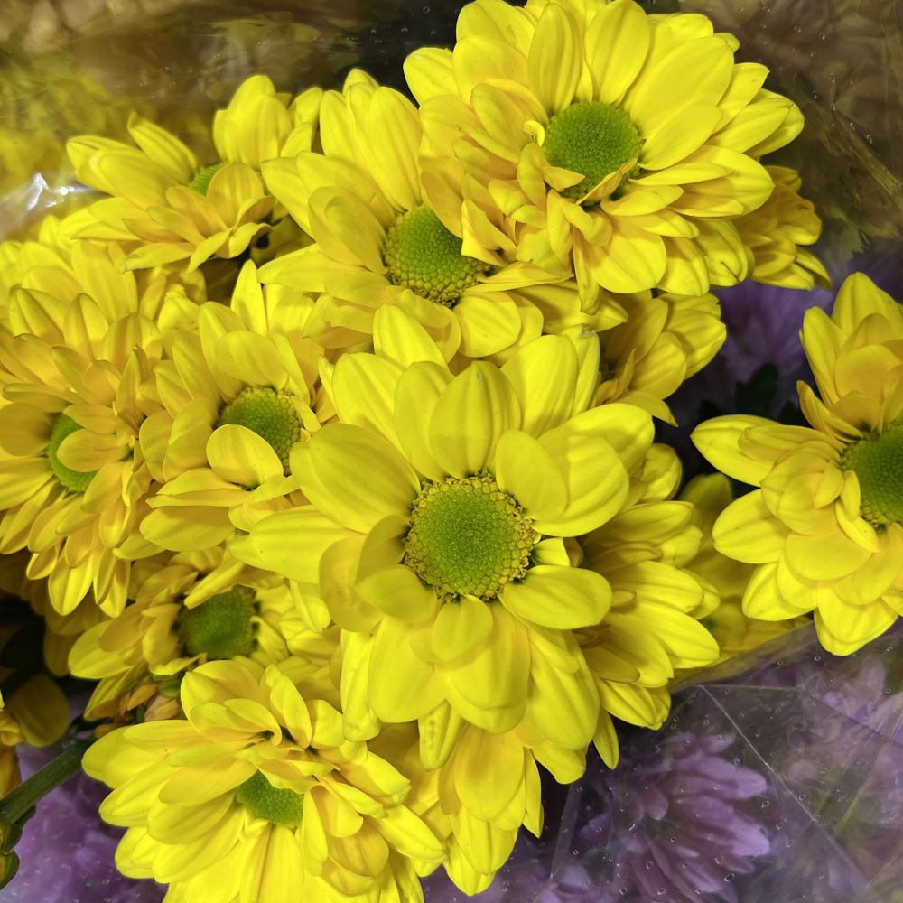 Yellow Daisy Chrysanthemum