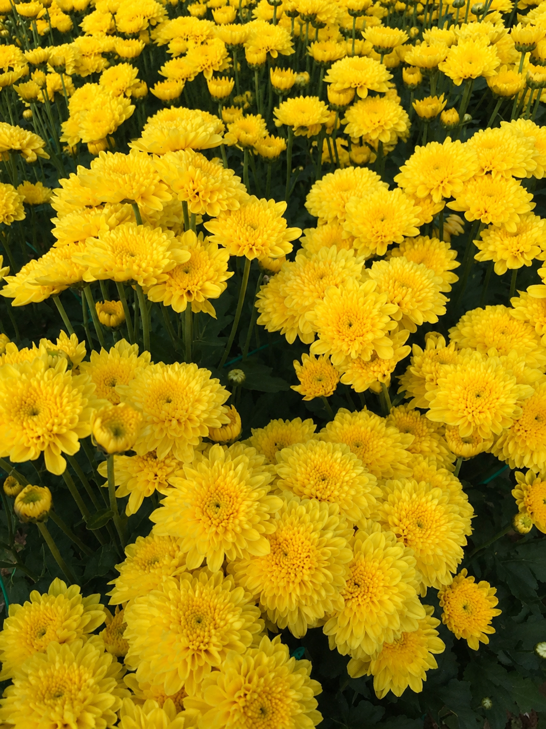 Chrysanthemum C10