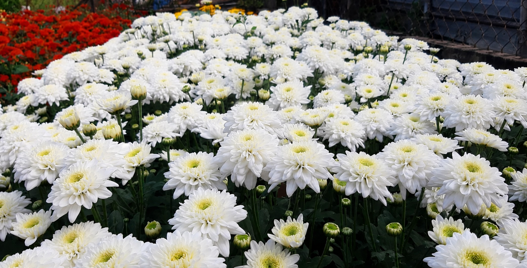 Chrysanthemum C11