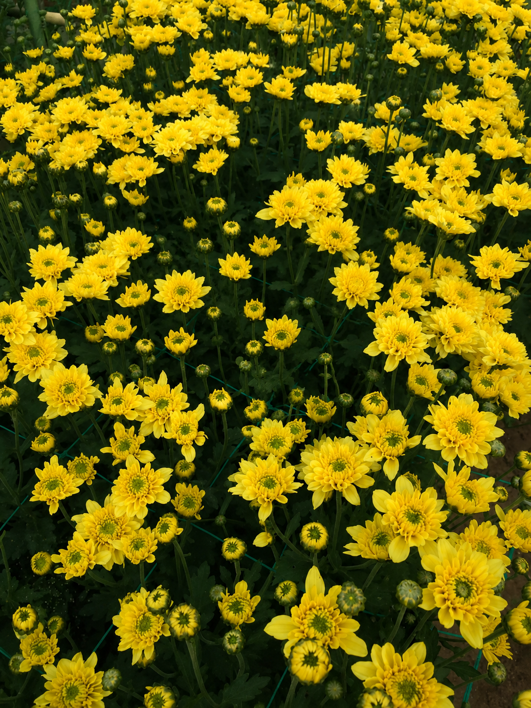 Chrysanthemum C195