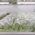 Tissue Culture Lab Achieves 1-Million Plantlet Milestone