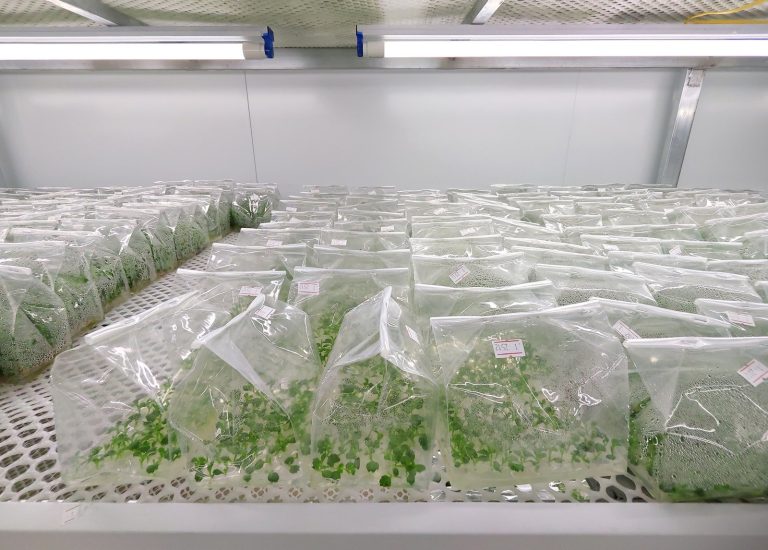 Tissue Culture Lab Achieves 1-Million Plantlet Milestone
