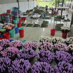 Export Season: Cold Chain Best Practices