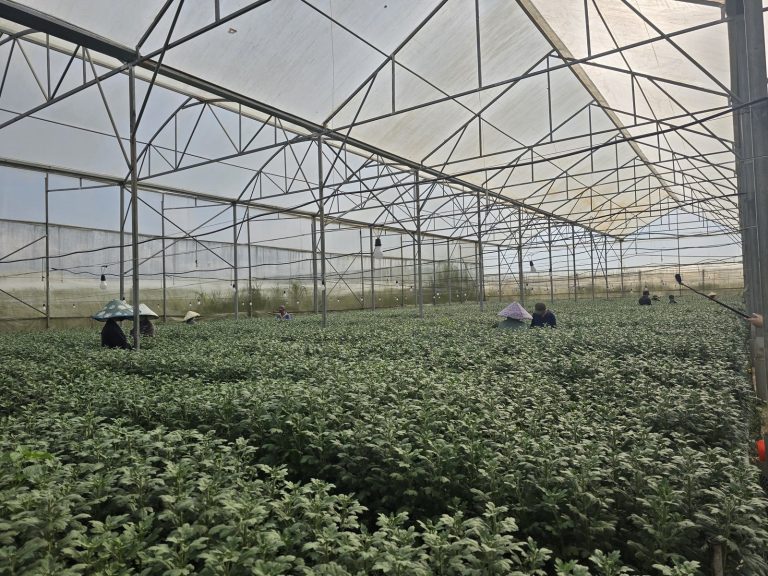 GlobalG.A.P. Recertification Achieved for 2025–2026 Season