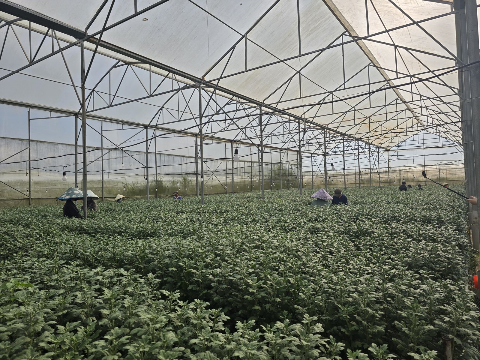 GlobalG.A.P. Recertification Achieved for 2025–2026 Season